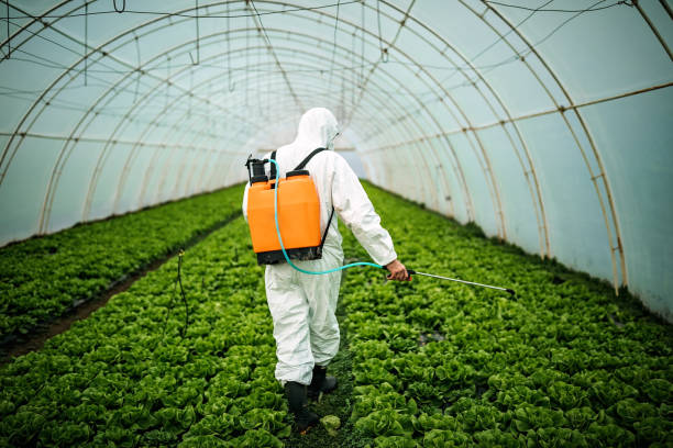 Reliable Maple Valley, WA Pest Control Solutions