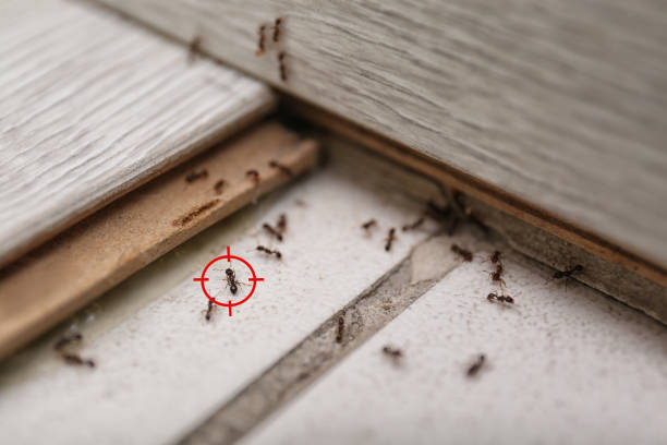Best Pest Control Near Me in Maple Valley, WA
