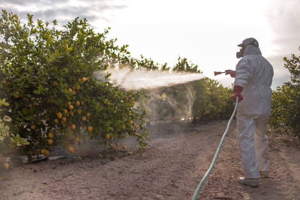 Best Affordable Pest Control Services  in Maple Valley, WA