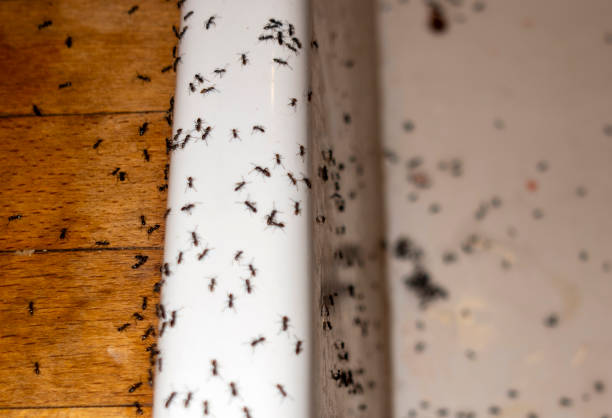 Best Residential Pest Control  in Maple Valley, WA