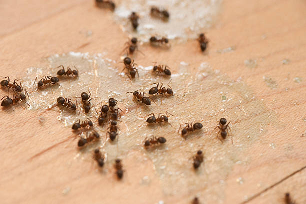 Best Residential Pest Control  in Maple Valley, WA