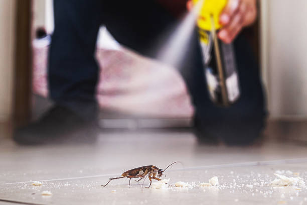 Wildlife Control Services in Maple Valley, WA