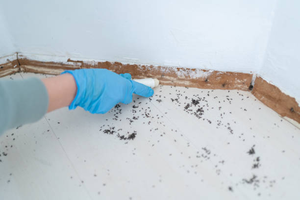 Best Local Pest Control Services  in Maple Valley, WA